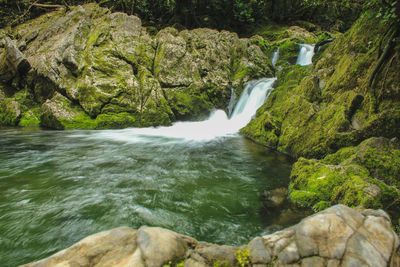 Scenic view of waterfall in forest