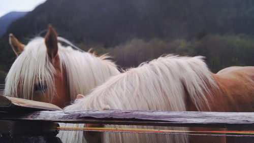 Close-up of hairy horse