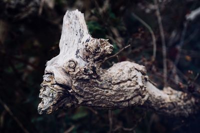Close-up of dead tree trunk in forest