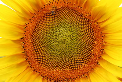 Close-up of sunflower