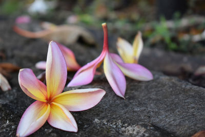 Close-up of pink tropical flower