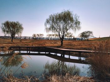 Reflection of trees in river