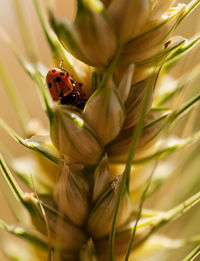 Close-up of ladybug on flower