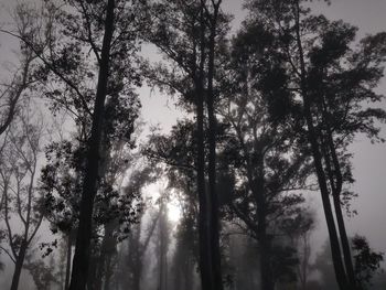 Low angle view of trees in forest