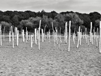 Wooden posts on beach against sky