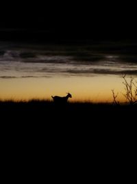 Silhouette bird on field against sky at sunset