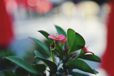 Close-up of pink flowering plant