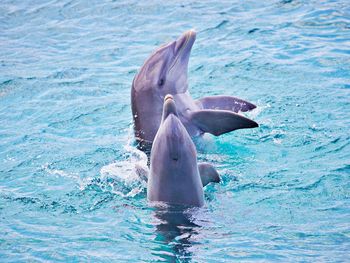 Dolphins communicating