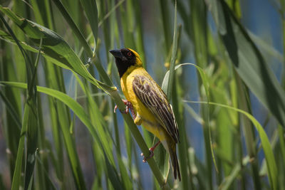 Close-up of bird perching on plant