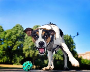 Close-up of a dog with ball