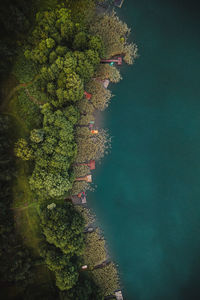 Aerial view of sea and trees