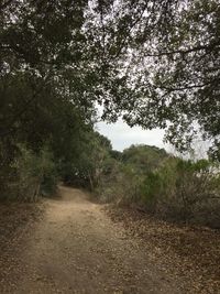 Trees in park