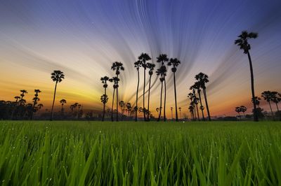 Plants growing on field against sky during sunset