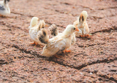 Close-up of a birds on land