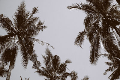 Low angle view of palm trees against clear sky