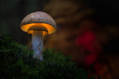 Close-up of mushroom growing in forest during sunset