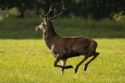 Deer standing on grassy field