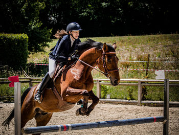 Side view of horse standing on field