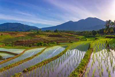 Indonesian scenery, green rice terraces and beautiful mountains