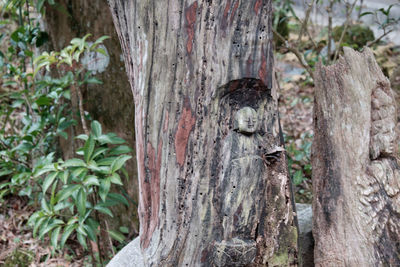 Plant growing on tree trunk