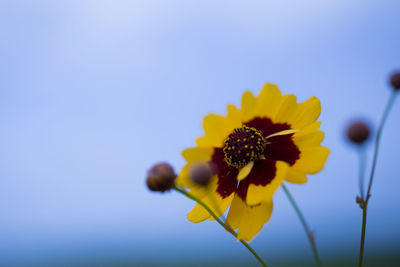 Close-up of yellow flower blooming against sky