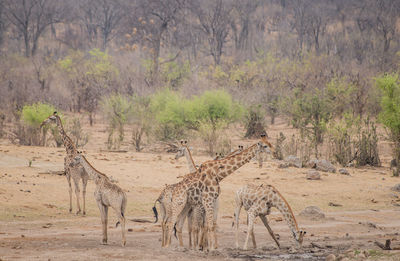 Giraffe in the savanna of in zimbabwe, south africa