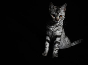 Portrait of a cat against black background