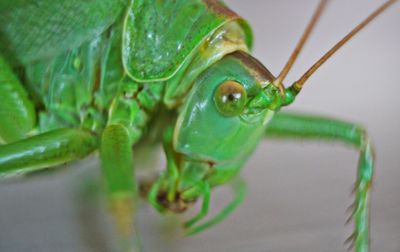 Macro shot of insect on leaf