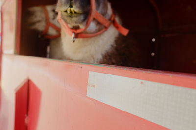 Close-up of cat by red wall