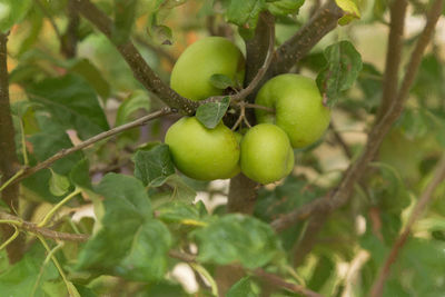 Close-up of fruit growing on tree