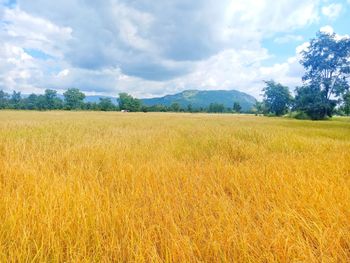 Scenic view of field against sky