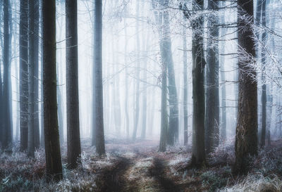 Trees in forest during foggy weather