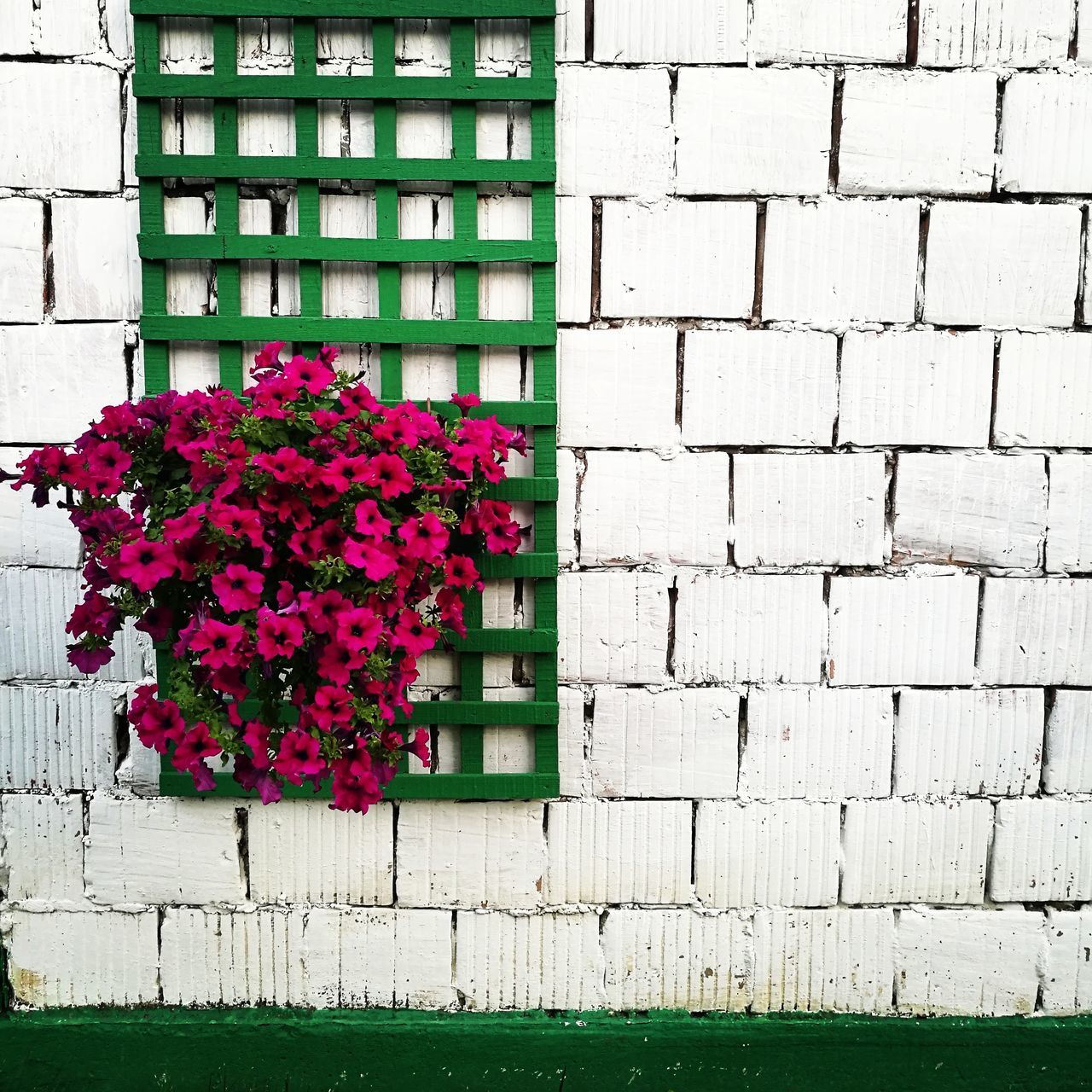 flower, growth, brick wall, pink color, green color, grass, plant, fragility, outdoors, day, no people, nature, beauty in nature, blooming, lawn, multi colored, petal, close-up, green, full frame, growing