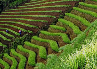 Panoramic shot of rice paddy