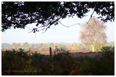 Trees on field against clear sky