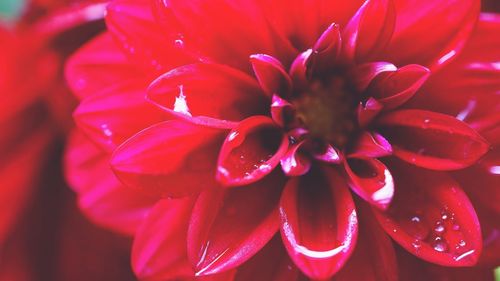 Close-up of red flower