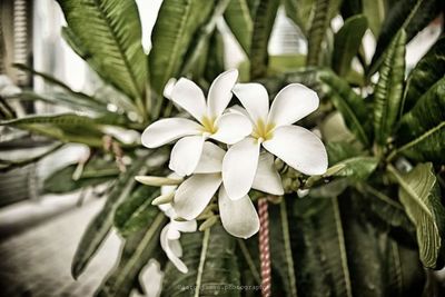 Close-up of frangipani blooming outdoors