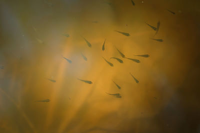 Low angle view of bird flying against sky