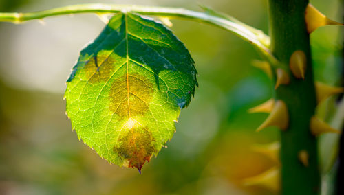 Close-up of green leaves on plant