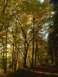 Trees in forest during autumn