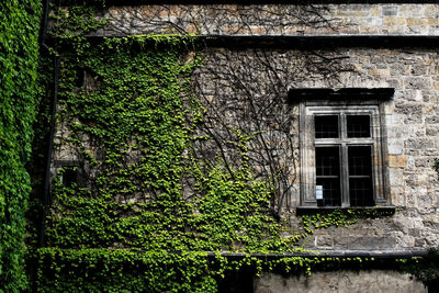 Ivy growing on brick wall