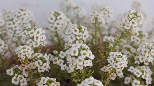 Close-up of white flowering plants