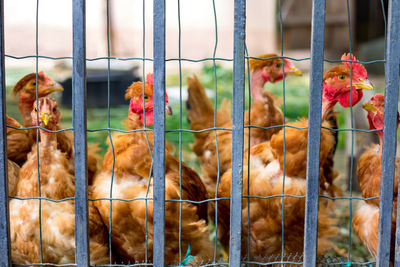 Chickens on traditional free range poultry farm