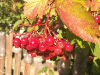 Close-up of red berries growing on tree