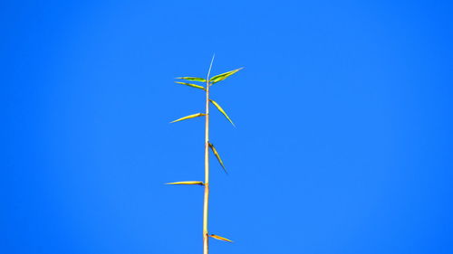 Low angle view of plants against clear blue sky