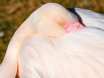 Close-up of a bird