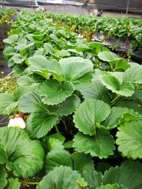 Close-up of fresh green plants