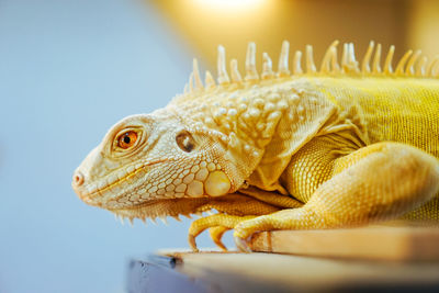 Profile view of yellow iguana on table