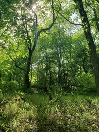 Trees in forest