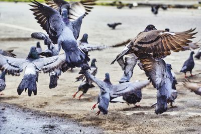 Flock of birds in water